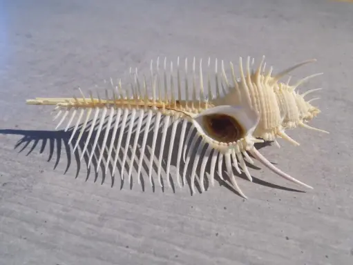 MURICIDAE MUREX PECTEN 