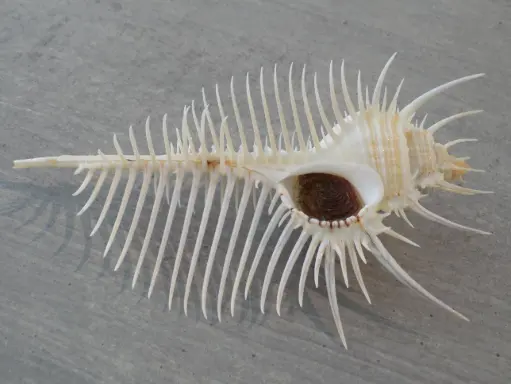 MURICIDAE MUREX PECTEN XXL