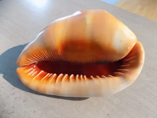 CASSIDAE CYPRAECASSIS RUFA XL