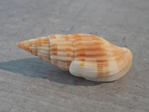 VOLUTIDAE LYRIA GRANGEI (Très Rare)