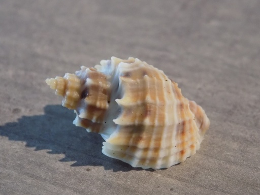 CANCELLARIIDAE SCALPTIA PISCATORIA