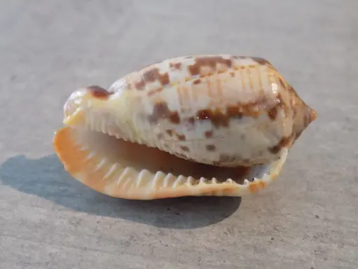 CASSIDAE CYPRAECASSIS COARCTATA