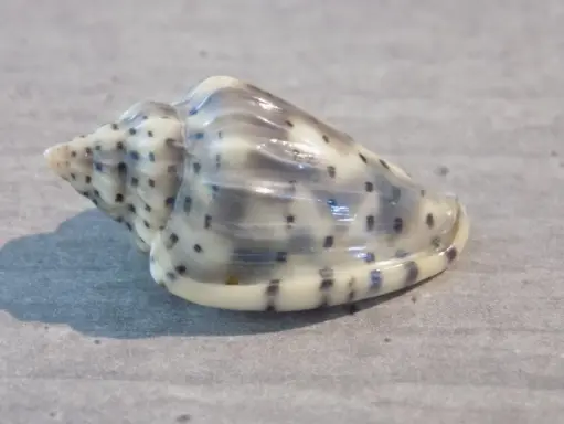 MARGINELLIDAE GLABELLA PSEUDOFABA XL