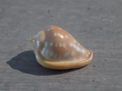 MARGINELLIDAE MARGINELLA GOODALLI XL