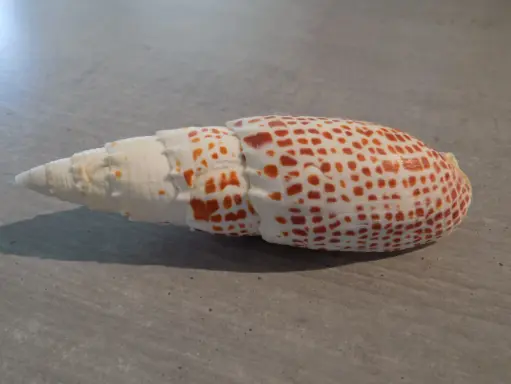 MITRIDAE MITRA PAPALIS XXL