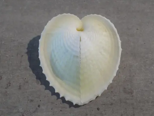 CARDIIDAE CORCULUM CARDISSA XL