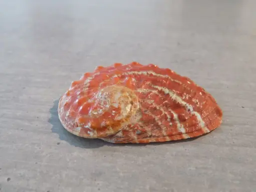 HALIOTIDAE HALIOTIS OVINA