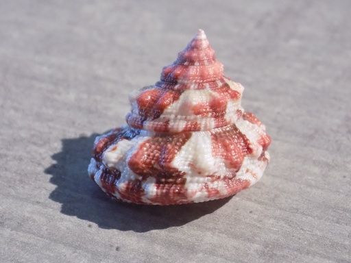 TROCHIDAE TROCHUS FERREIRAI