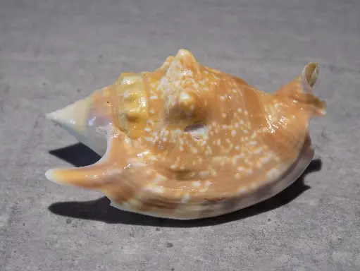 STROMBIDAE EUPROTOMUS BULLA