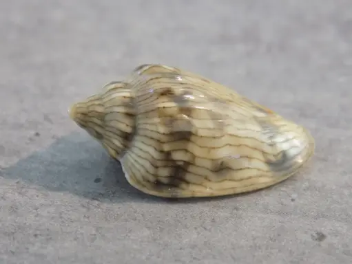 MARGINELLIDAE GLABELLA ADAMSONI