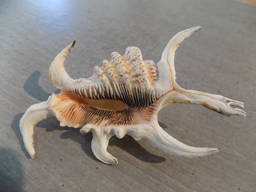 STROMBIDAE HARPAGO ARTHRITICUS