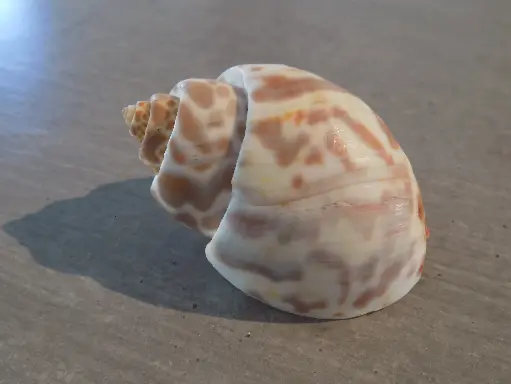 BABYLONIIDAE BABYLONIA SPIRATA XL