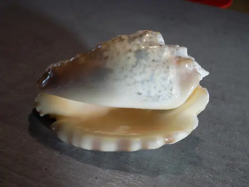 STROMBIDAE LENTIGO LENTIGINOSUS XL