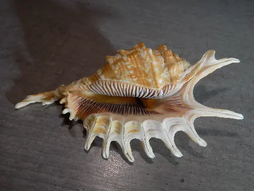 STROMBIDAE LAMBIS DIGITATA XL