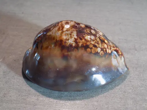 CYPRAEA MAURITIA MAURITIANA XXL
