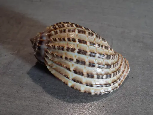 HARPIDAE HARPA ARTICULARIS XL