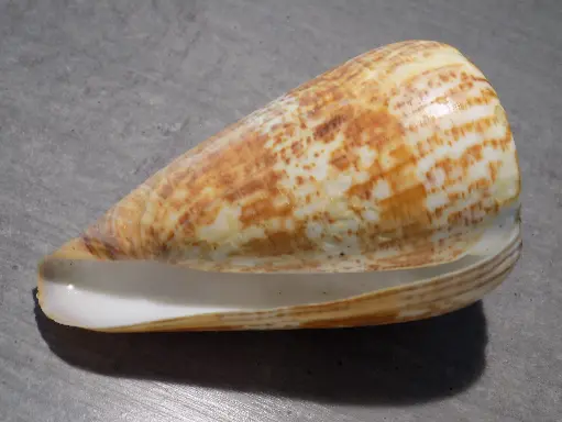 CONIDAE KALLOCONUS PULCHER PULCHER 