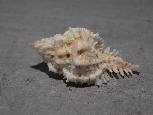 MURICIDAE CHICOMUREX ELLISCROSSI