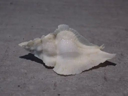 MURICIDAE PTERYNOTUS ALATUS 