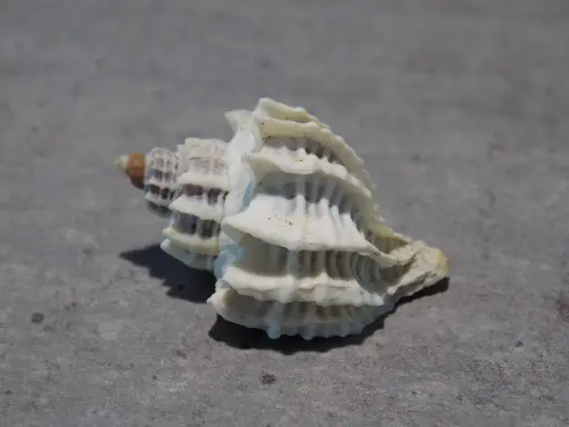 MURICIDAE TROPHON GEVERSIANUS