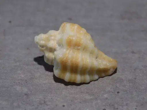 MURICIDAE XANTHOCHORUS XANTHOSTOMA 