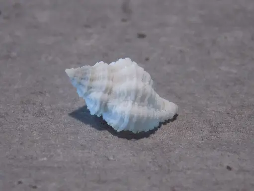 MURICIDAE CORALLOPHILA MEYERDORFII