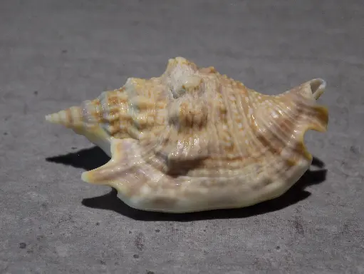 STROMBIDAE EUPROTOMUS AURORA