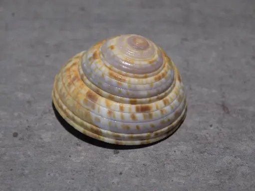 ARCHITECTONICIDAE ARCHITECTONICA PURPURATA 