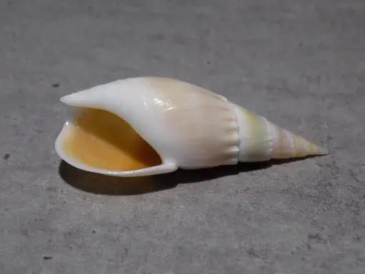 NASSARIIDAE BULLIA NATALENSIS