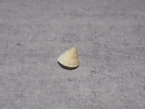 CALLIOSTOMATIDAE CALLIOSTOMA TICAONICUM 