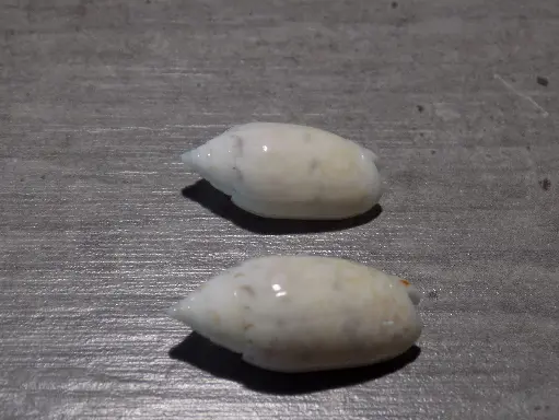 OLIVIDAE OLIVA NITIDULA lot 2u