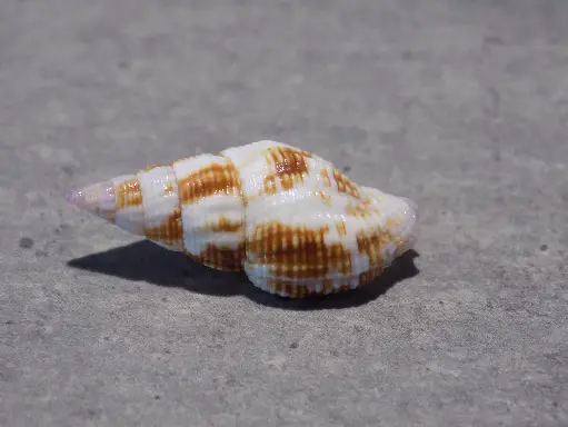 BUCCINIDAE PRODOTIA BILLEHEUSTI