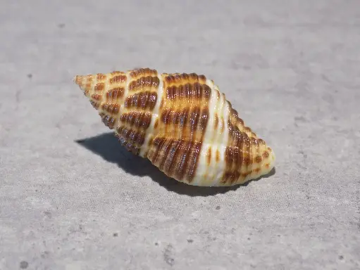 PISANIIDAE POLLIA FUMOSA XL