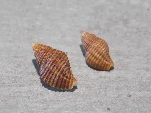 PISANIIDAE POLLIA FUMOSA lot 2u