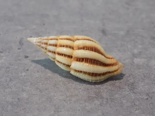 FASCIOLARIIDAE PERISTERNIA REINCARNATA XL