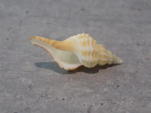 FASCIOLARIIDAE GRANULIFUSUS DONDANI