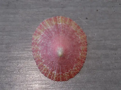 PATELLIDAE CYMBULA MINIATA