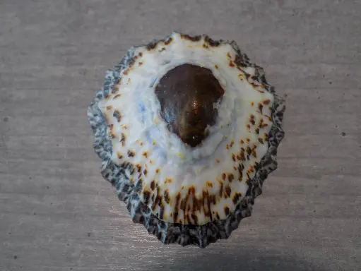 PATELLIDAE CYMBULA GRANATINA