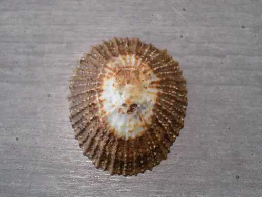 PATELLIDAE SCUTELLASTRA GRANULARIS