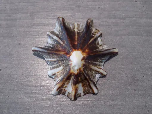 PATELLIDAE SCUTELLASTRA LONGICOSTA
