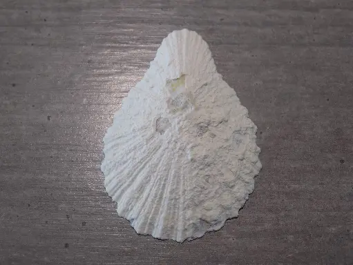 PATELLIDAE SCUTELLASTRA COCHLEAR