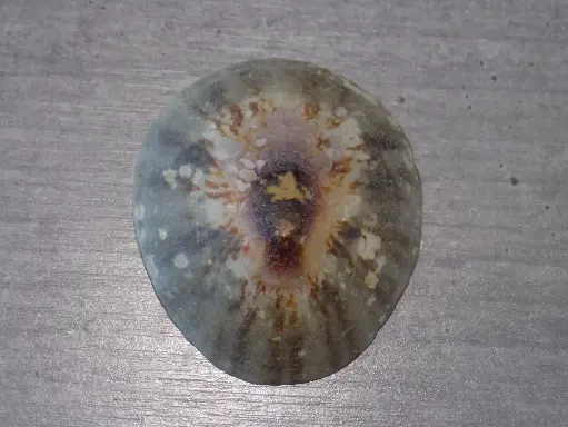 NACELLIDAE CELLANA ENCOSMIA