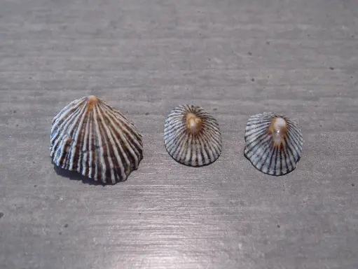 SIPHONARIIDAE SIPHONARIA OCULUS    lot 3u