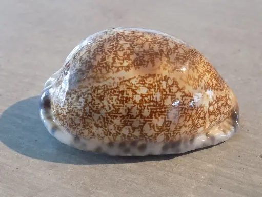 CYPRAEA M.ARABICA IMMANIS XL