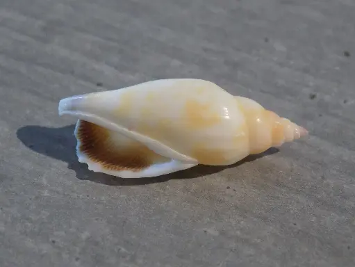 STROMBIDAE TRIDENTARIUS DENTATUS
