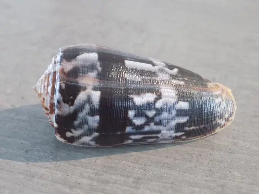 CONIDAE PIONOCONUS STRIATUS