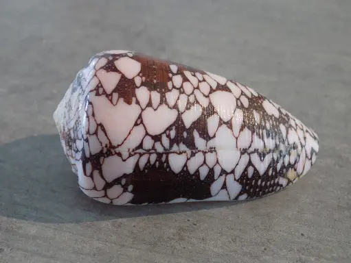 CONIDAE DARIOCONUS MARITZAALLARYI