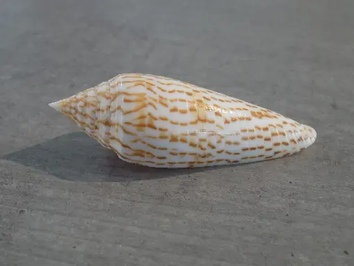 CONIDAE PHASMOCONUS RANONGANUS