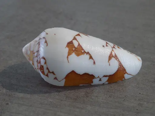 CONIDAE DARIOCONUS EPISCOPUS