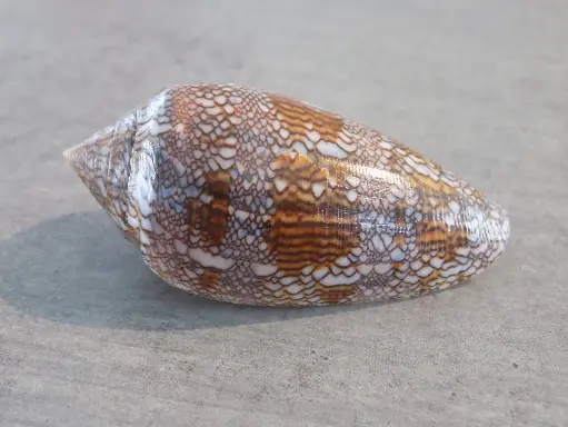 CONIDAE CYLINDER ARCHIEPISCOPUS XL